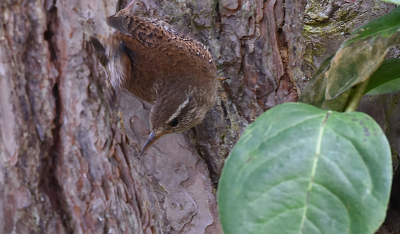 naast ons chaletje staat een flinke boom met een fikse klimop.
Een ideale plek om een nestje bouwen, hetgeen deze Winterkoning dan
ook fanatiek deed.
We hebben het vanuit schuilplaats kunnen volgen, een prachtig gebouwd
nestje,,,,,,,,maar helaas, na dagenlang gezang als oproep was er helaas geen vrouwtje geintereeserd.