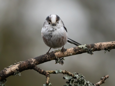 Vanuit een vogelhut genomen. De Staartmeesjes kwamen kort langs en zijn heel snel in hun bewegingen. Deze bleef heel even zitten en keek mijn kant op. Waarschijnlijk hoorde hij de camera zoemen. Want geheel stil is je camera nooit.