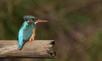 <i class='fa fa-user'></i> david ruijs |   IJsvogel  <i class='fa fa-eye'> 67</i>   <i class='fa fa-comment-o'> 0</i>