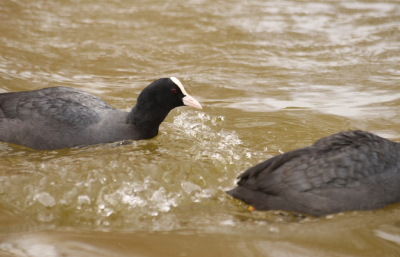 <i class='fa fa-user'></i> Mark de Bruijn |   Meerkoet  <i class='fa fa-eye'> 94</i>   <i class='fa fa-comment-o'> 15</i>