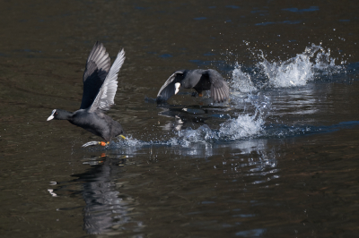 <i class='fa fa-user'></i> Gert-Jan Cromwijk |   Meerkoet  <i class='fa fa-eye'> 125</i>  <i class='fa fa-thumbs-up'> 6</i>   <i class='fa fa-comment-o'> 15</i>