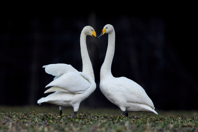 <i class='fa fa-user'></i> Alex Roetemeijer |   Wilde Zwaan  <i class='fa fa-eye'> 217</i>  <i class='fa fa-thumbs-up'> 10</i>   <i class='fa fa-comment-o'> 18</i>