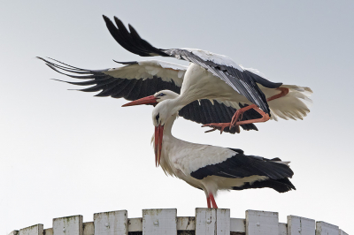 <i class='fa fa-user'></i> Hans Reitsma |   Ooievaar  <i class='fa fa-eye'> 93</i>  <i class='fa fa-thumbs-up'> 3</i>   <i class='fa fa-comment-o'> 14</i>