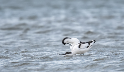 <i class='fa fa-user'></i> PascalK |   Kluut  <i class='fa fa-eye'> 85</i>   <i class='fa fa-comment-o'> 15</i>