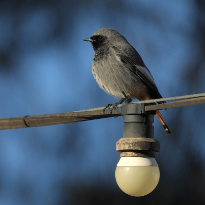 Bird picture: Phoenicurus ochruros / Zwarte Roodstaart / Black Redstart