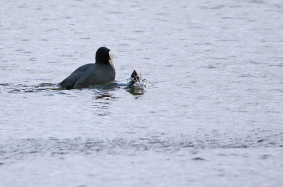 <i class='fa fa-user'></i> Ruben de Bruijn |   Meerkoet  <i class='fa fa-eye'> 84</i>   <i class='fa fa-comment-o'> 14</i>