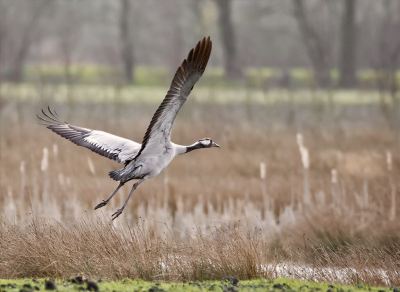 <i class='fa fa-user'></i> Hillebrand Keun |   Kraanvogel  <i class='fa fa-eye'> 82</i>  <i class='fa fa-thumbs-up'> 1</i>   <i class='fa fa-comment-o'> 4</i>