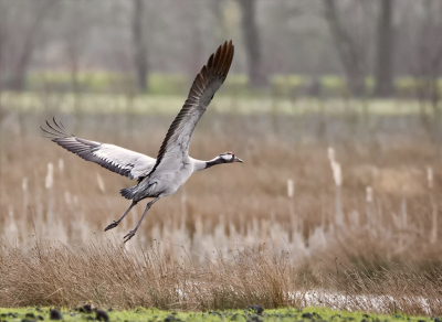 Bird picture: Grus grus / Kraanvogel / Common Crane