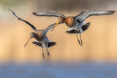 Bird picture: Limosa limosa / Grutto / Black-tailed Godwit