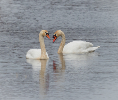 <i class='fa fa-user'></i> Truus Aletta Maan |   Knobbelzwaan  <i class='fa fa-eye'> 68</i>   <i class='fa fa-comment-o'> 13</i>