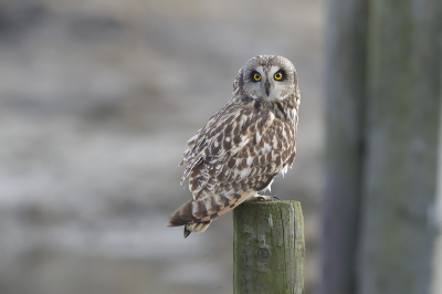 Bird picture: Asio flammeus / Velduil / Short-eared Owl