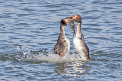 <i class='fa fa-user'></i> Erna Koelman |   Fuut  <i class='fa fa-eye'> 92</i>  <i class='fa fa-thumbs-up'> 2</i>   <i class='fa fa-comment-o'> 15</i>