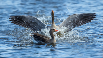 <i class='fa fa-user'></i> anevanrees | Grauwe Gans  <i class='fa fa-eye'> 81</i>  <i class='fa fa-thumbs-up'> 3</i>   <i class='fa fa-comment-o'> 15</i>