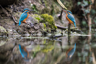 <i class='fa fa-user'></i> kevinhollmann |   IJsvogel  <i class='fa fa-eye'> 137</i>  <i class='fa fa-thumbs-up'> 3</i>   <i class='fa fa-comment-o'> 19</i>