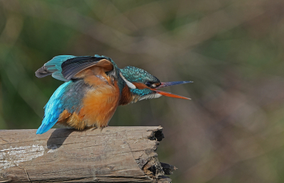 <i class='fa fa-user'></i> david ruijs |   IJsvogel  <i class='fa fa-eye'> 123</i>   <i class='fa fa-comment-o'> 3</i>