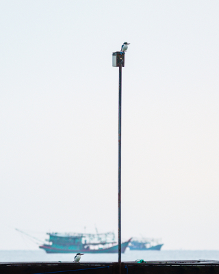 <i class='fa fa-user'></i> GeertN |   Witkraagijsvogel  <i class='fa fa-eye'> 106</i>  <i class='fa fa-thumbs-up'> 1</i>   <i class='fa fa-comment-o'> 15</i>