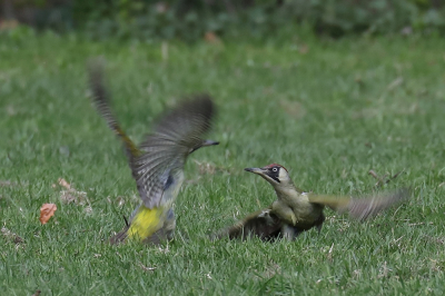 <i class='fa fa-user'></i> hjstukker |   Groene Specht  <i class='fa fa-eye'> 110</i>  <i class='fa fa-thumbs-up'> 2</i>   <i class='fa fa-comment-o'> 16</i>