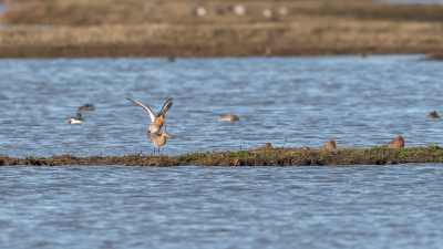 <i class='fa fa-user'></i> Conny Schotanus |   Grutto  <i class='fa fa-eye'> 80</i>   <i class='fa fa-comment-o'> 14</i>