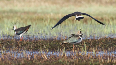 <i class='fa fa-user'></i> corvanspijk |   Kievit  <i class='fa fa-eye'> 81</i>   <i class='fa fa-comment-o'> 15</i>