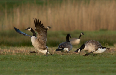 <i class='fa fa-user'></i> Vincent Vuik |   Grote Canadese Gans  <i class='fa fa-eye'> 98</i>  <i class='fa fa-thumbs-up'> 5</i>   <i class='fa fa-comment-o'> 14</i>