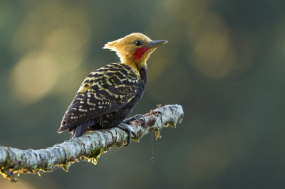Bird picture: Celeus flavescens / Blondkuifspecht / Blond-crested Woodpecker