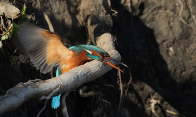 Bird picture: Alcedo atthis / IJsvogel / Common Kingfisher