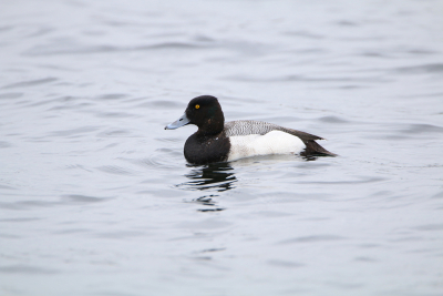 The Lesser Scaup was showing very well near the walkways with other tufted ducks. It was easily photographable from the walkways.