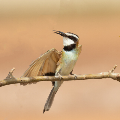 Bird picture: Merops albicollis / Witkeelbijeneter / White-throated Bee-eater