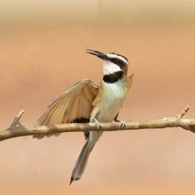 Op mijn fototrip door Gambia kwam ik deze mooie soort bijeneter tegen. Ze zaten met een klein groepje in de boom langs de weg.