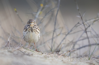 Bird picture: Anthus pratensis / Graspieper / Meadow Pipit