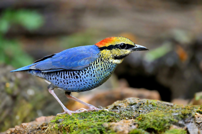 Bird picture: Hydrornis cyaneus / Blauwe Pitta / Blue Pitta