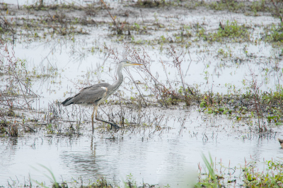 <i class='fa fa-user'></i> Wil Doorn-Meijne |   Blauwe Reiger  <i class='fa fa-eye'> 64</i>  <i class='fa fa-thumbs-up'> 1</i>   <i class='fa fa-comment-o'> 1</i>