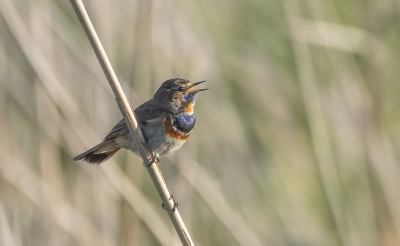 Wie blauwborsten kent, weet dat er blauwborsten zijn met een witte vlek en met een rode vlek in het blauw bij de keel, ook wel de ster genoemd. Minder vaak komt een oranje vlek voor (een vlek die qua kleur lichter is dan de rode band onder de blauwe keel). Vorig jaar in de zomer zag ik zo'n blauwborst bij de Zevenhuizerplas. Een aparte en unieke verschijning waarvan er maar weinig tot nu toe in Nederland gezien zijn. Let ook eens op de wenkbrauwstreep van deze vogel die vreemd genoeg niet wit is, maar ook licht oranje! Hoe dat precies komt en waar deze vogel precies die oranje ster en oranje wenkbrauwstreep vandaan heeft, is niet bekend. In elk geval kan het niet Hollandser dan dit zo met het rood, wit, blauw n oranje in zijn verenkleed!