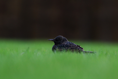 The Starling was showing well in the sunlight which made for great shots. It was settled in a open area and was just the individual.