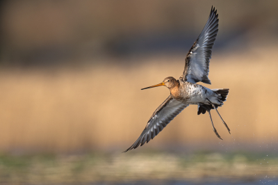 Bird picture: Limosa limosa / Grutto / Black-tailed Godwit