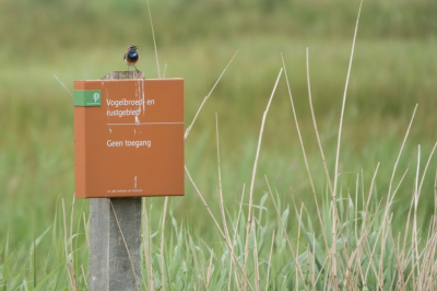 De blauwborst is toch wel een van mijn favoriete vogels en ik ben altijd blij als ik hem weer spot. Ik vond het grappig dat hij op dat paaltje ging zitten om duidelijk te maken dat er verboden toegang was in dat gebied. Een statement!