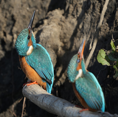 Nog een aantal mooie momenten.  Twee IJsvogels naast elkaar die plotseling op hetzelfde moment omhoog kijken.  Zelfs dat is leuk.