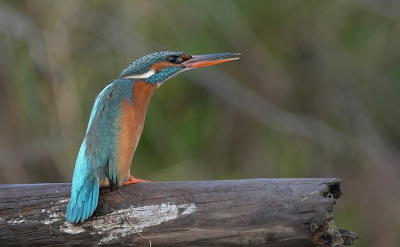 Dit was een foto de eerste keer dat ik daar was.  Het vrouwtje reageert hier op de komst van het mannetje.  Het mannetje gaat op de tak zitten en het vrouwtje gaat meteen de nestpijp in.   Na ongeveer 5minuten komt het vrouwtje uit de nestpijp en gaat op de tak zitten naast het vrouwtje waarna het mannetje weer vertrekt.
Het vrouwtje gaat na een 5 minuten weer de nestpijp in.  Na een halfuur komt het mannetje met een vis en blijft wachten.  Neen minuut komt het vrouwtje en de visoverdracht vindt plaats.   Een 5 minuten later de paring.