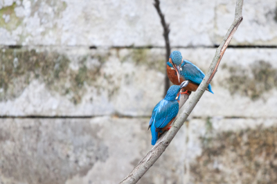 In de herkansing, de ijsvogels tijdens visoverdracht. een vergelijkbare foto uit dezelfde serie.