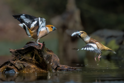 Bird picture: Coccothraustes coccothraustes / Appelvink / Hawfinch