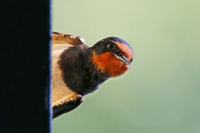 Nog even dan zijn ze er weer! 
Foto gemaakt vanuit vogelkijkhut bij veel zon.