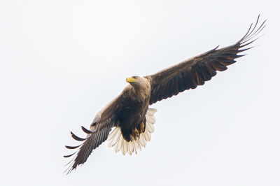 Bird picture: Haliaeetus albicilla / Zeearend / White-tailed Eagle