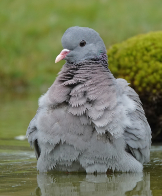 Bird picture: Columba oenas / Holenduif / Stock Dove
