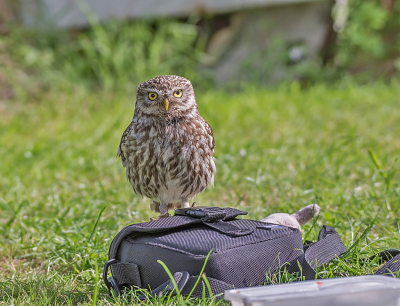 Deze keer ging ik weer een keer onder het schuilkleed op het gras zitten, maar je moet natuurlijk niet je spullen laten slingeren. Ik had niet verwacht dat hij zo dichtbij zou komen.