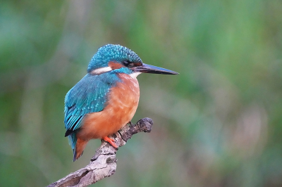 De tweede keer dat ik bij de IJsvogels kwam heb ik een andere tak geplaatst.  Ze maakten er meteen goed gebruik van.