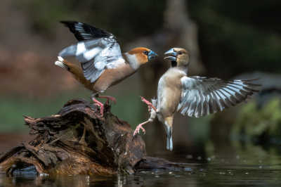 Zelfde omstandigheden als de eerder geplaatste Appelvink alleen nu wat dichter op elkaar waardoor er meer actie ontstaat. De eerdere tips die ik gelezen heb nu geprobeerd toe te passen zoals blauwe kleurzweem bijgesteld, iets warmer afgewerkt en foto gekozen waarbij geen hinderlijke vleugel het beeld verstoort.