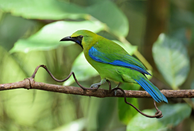 <i class='fa fa-user'></i> Ed Agter |   Blauwvleugelbladvogel  <i class='fa fa-eye'> 126</i>  <i class='fa fa-thumbs-up'> 7</i>   <i class='fa fa-comment-o'> 4</i>