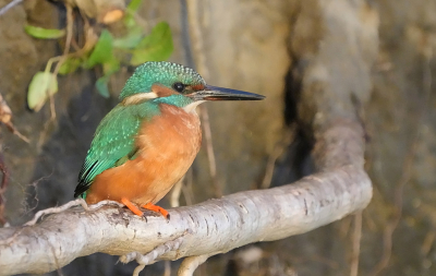 De meeste fotos van mij belanden helaas in het tijdelijke album maar hopenlijk haalt deze het wel.  Dus nog een poging.    Foto genomen op maandagochtend een week geleden rond een uur of acht.