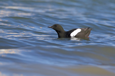 Afgelopen zondag een rondje Texel gedaan. Ik had mijzelf hier al weken op verheugd, zeker ook omdat de overwinterende Zwarte Zeekoet in de haven van Oudeschild nog aanwezig was. Nu zelfs helemaal in zomerkleed.