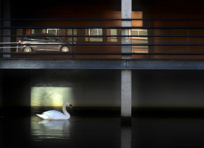 Cygnus olor / Knobbelzwaan / Mute Swan